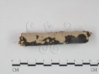 筍殼菌屬藏品圖，第3張