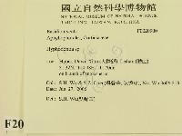 冇骨消絲齒菌藏品圖，第2張