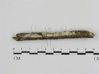 冇骨消絲齒菌藏品圖，第1張
