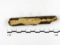登錄號:F0020901藏品圖，第1張