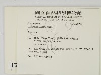 炭角菌屬藏品圖，第2張