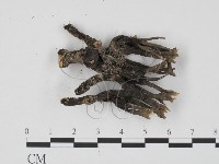 炭角菌屬藏品圖，第3張