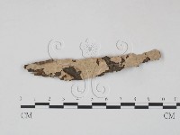 筍殼菌屬藏品圖，第1張