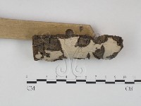 筍殼菌屬藏品圖，第3張