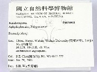 多年臥孔菌屬藏品圖，第2張