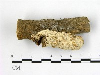 多年臥孔菌屬藏品圖，第3張