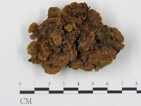 登錄號:F0020909藏品圖，第1張
