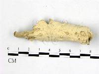 登錄號:F0020919藏品圖，第1張