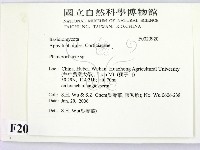 顯絲菌屬藏品圖，第2張
