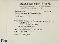 木層孔菌屬藏品圖，第2張