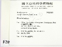 顯絲菌屬藏品圖，第2張
