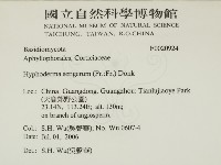 剛毛絲皮菌藏品圖，第2張