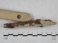 剛毛絲皮菌藏品圖，第3張