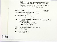 顯絲菌屬藏品圖，第2張