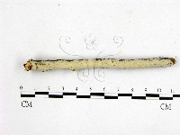 顯絲菌屬藏品圖，第3張
