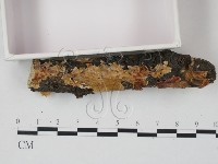 登錄號:F0020933藏品圖，第3張