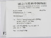 絲皮菌屬藏品圖，第2張