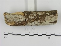 絲皮菌屬藏品圖，第3張