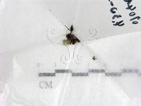 登錄號:F0020942藏品圖，第1張