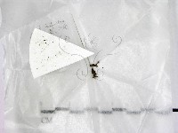 登錄號:F0020943藏品圖，第1張