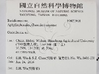 靈芝屬藏品圖，第2張