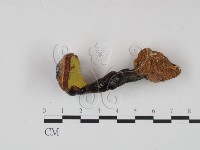 靈芝屬藏品圖，第3張