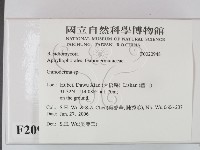 靈芝屬藏品圖，第2張
