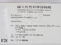 靈芝屬藏品圖，第2張
