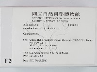 靈芝屬藏品圖，第2張