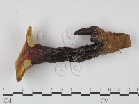 靈芝屬藏品圖，第4張