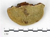 登錄號:F0020951藏品圖，第1張