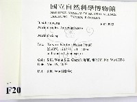 木耳屬藏品圖，第2張