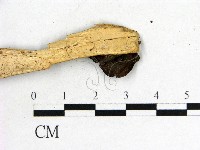 木耳屬藏品圖，第3張