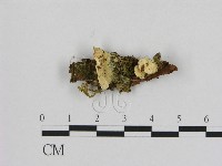 登錄號:F0020959藏品圖，第1張