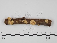 登錄號:F0020965藏品圖，第1張