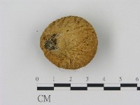 登錄號:F0020966藏品圖，第3張