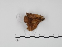 多孔菌屬藏品圖，第3張