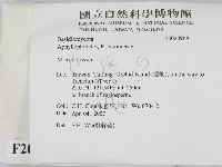 小孔菌屬藏品圖，第2張