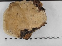 登錄號:F0020971藏品圖，第1張