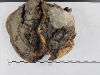 登錄號:F0020971藏品圖，第3張