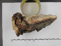 登錄號:F0020971藏品圖，第4張