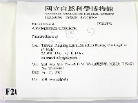 顯絲菌屬藏品圖，第2張