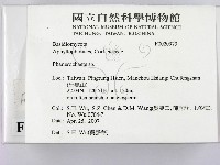 顯絲菌屬藏品圖，第2張
