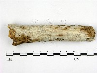顯絲菌屬藏品圖，第1張
