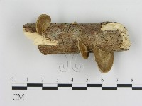 登錄號:F0020975藏品圖，第1張