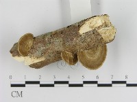 登錄號:F0020975藏品圖，第3張