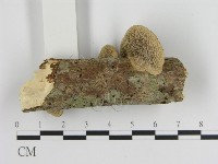 登錄號:F0020975藏品圖，第4張
