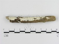 絲皮菌屬藏品圖，第1張
