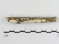 絲皮菌屬藏品圖，第3張