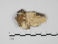 登錄號:F0020983藏品圖，第1張